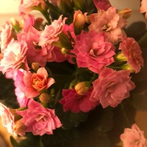 Meet your Posher, Claire